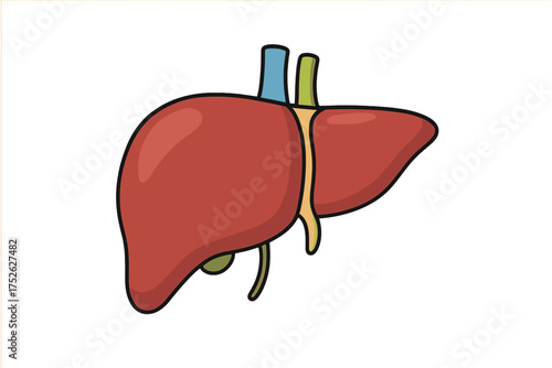 Human liver icon in cartoon style. Internal organ for medical, biology, and health concepts. Vector illustration for hepatology, anatomy study, and digestive system designs.
