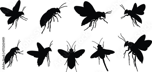 Insect silhouettes collection, flying bug vector set, bee and wasp shapes, black insect outline, entomology illustration, nature insect design art