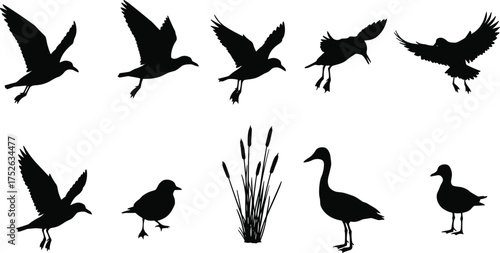 Flying and standing bird silhouettes, duck and seagull vector illustration, wetland wildlife design, waterfowl silhouettes, nature animal shapes collection