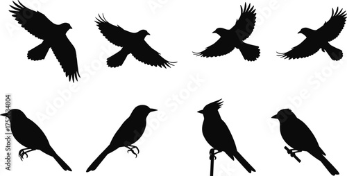 Bird silhouettes collection, flying and sitting bird poses, songbird vector illustration, wildlife nature design, black bird shape art set