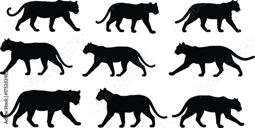 Black panther silhouettes collection, wild animal walking poses, jaguar and leopard outline art, wildlife illustration design, predator vector graphic set