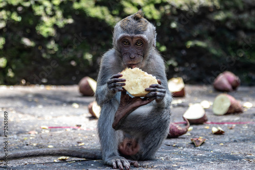 Canvastavla Long-tailed macaque sitting and eating, Bali, 2025,