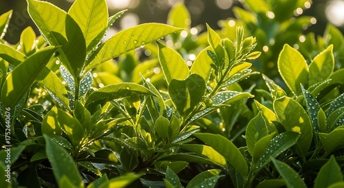 Lush green leaves bathed in sunlight, showcasing natures vibrant beauty generative ai