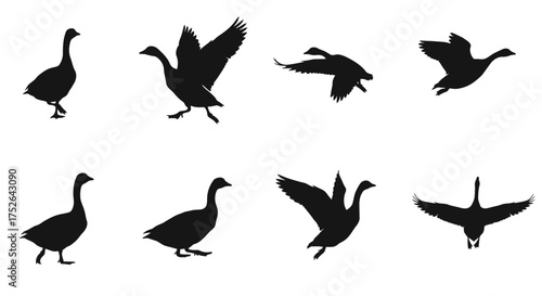 Goose silhouettes set isolated on white background vector illustration