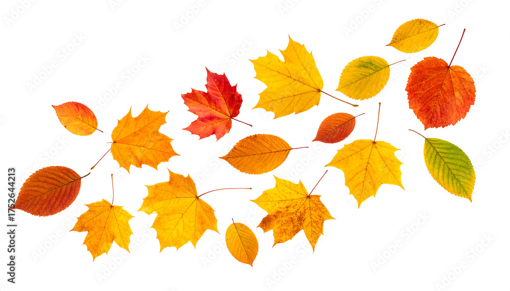 Obraz premium Falling Autumn Leaves Isolated on White Background