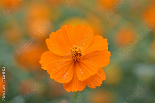 オレンジ色のキバナコスモス