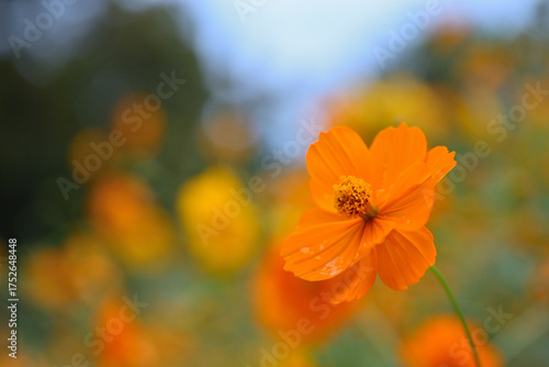 オレンジ色のキバナコスモス