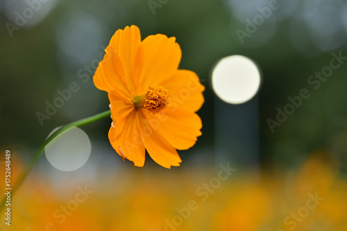 オレンジ色のキバナコスモス