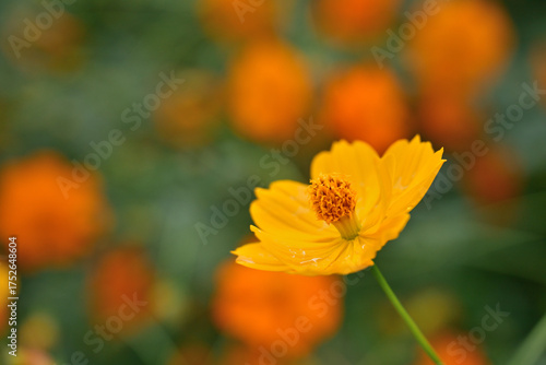 オレンジ色のキバナコスモス