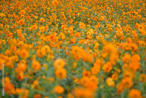 オレンジ色のキバナコスモス