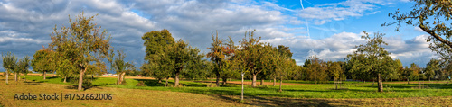 Panoramafoto einer idyllischen, menschenleeren Streuobstwiese mit in vollem Laub stehenden Apfelbäumen im warmen Nachmittagslicht der Herbstsonne