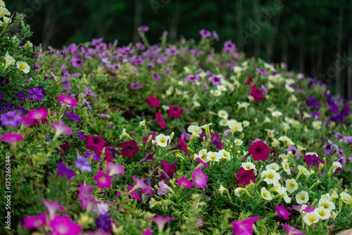 A mix of blooming flowers with pink, white and purple, in the garden