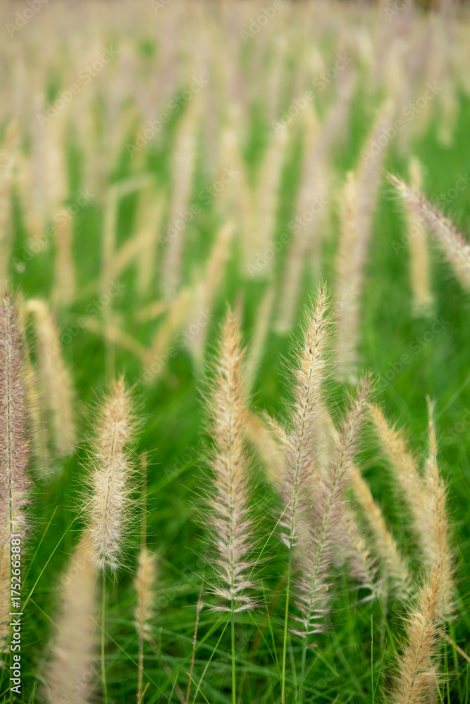 Fototapeta premium Silver Grass in a green field, soft focus