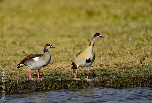 The Egyptian goose (Alopochen aegyptiaca) is an African member of the Anatidae family including ducks, geese, and swans.