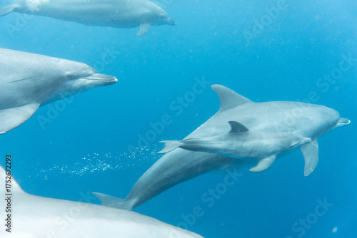 dolphin in the water