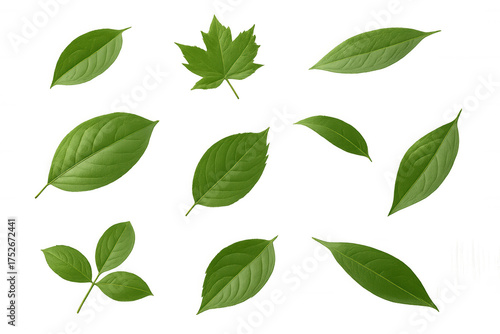 Green leaves offering diverse shapes and textures, illustrating nature's variety, isolated on a transparent background