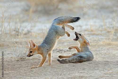 Photography A pair of young Cape foxes (Vulpes chama) playing, Kalahari desert, South Africa