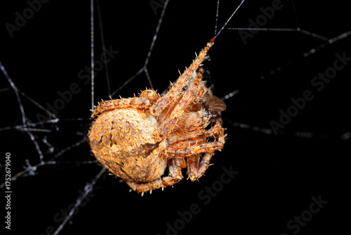Εκτύπωση καμβά A hairy field spider (Neoscona sp