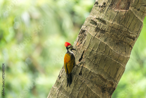 Canvas Print Woodpecker on coconut tree pecking tree trunk
