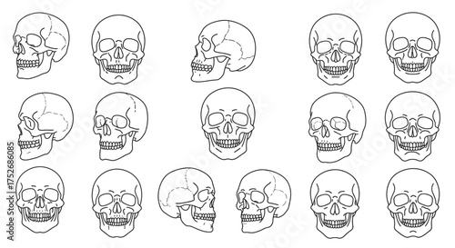 Line Art Skull Illustrations Anatomical Views for Educational & Design Projects