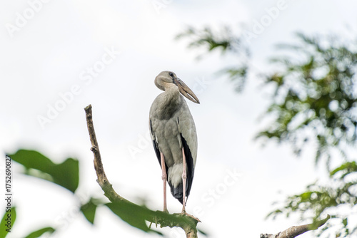 Canvas Print Asian open bill is sitting on isolated tree branch