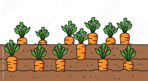 A vibrant field of healthy growing carrots in rows on a sunny day.