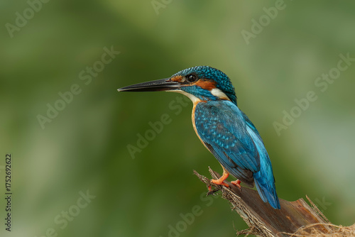 Common Kingfisher (Alcedo atthis) perched on a branch near a freshwater stream, Bangladesh wildlife, vibrant blue and orange bird, nature and birdwatching photography