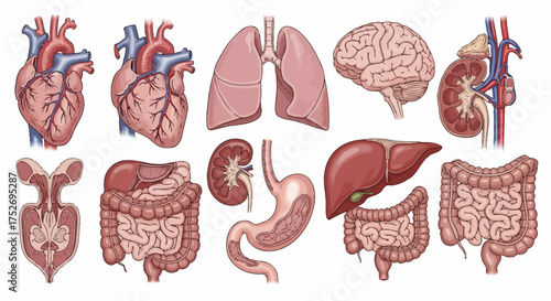Detailed anatomical illustration of human organs including heart, lungs, brain, kidney, and digestive system, concept for medical education, scientific research, and healthcare presentations