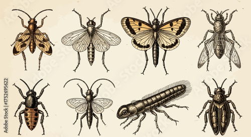 Collection of vintage insect drawings featuring various beetles, butterflies and bugs on light background, concept for entomology study, natural science illustration and educational materials