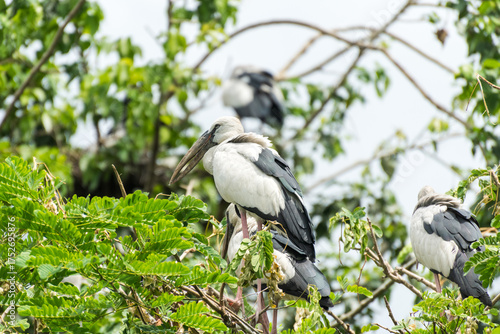 Asian open bill is sitting on isolated tree branch