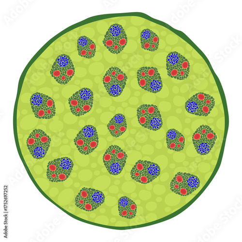 Cross section of monocot stem structure