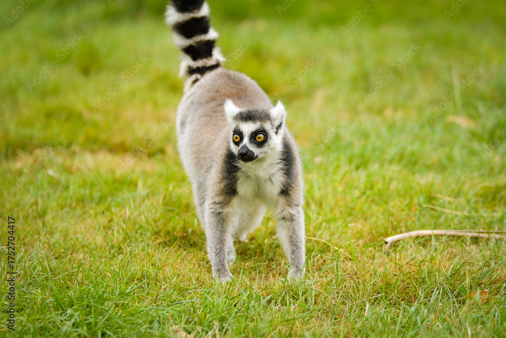 Obraz premium Ring-tailed lemur (Lemur catta) standing alert on green grass.