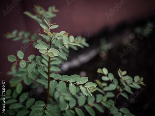 Close-up of green leaves against a brown background.