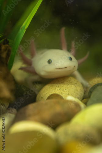 Wallpaper Mural An albino axolotl near rocks in an aquarium.
 Torontodigital.ca