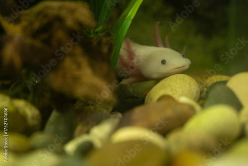 Wallpaper Mural An albino axolotl near rocks in an aquarium.
 Torontodigital.ca