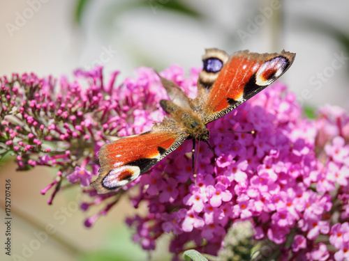 Wallpaper Mural A European peacock butterfly with damaged wings on a pink Buddleja davidii flower.
 Torontodigital.ca
