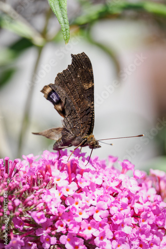 Wallpaper Mural A European peacock butterfly with damaged wings on a pink Buddleja davidii flower.
 Torontodigital.ca