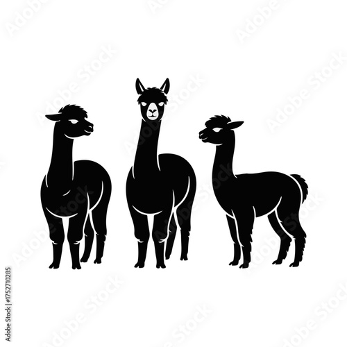A stylish collection of three black alpaca silhouettes, featuring minimalist vector graphics of the charming camelid animals in various standing poses
