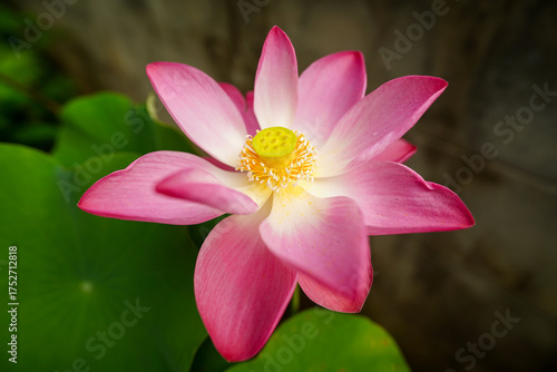 Pink lotus flowers are blooming. Beautiful pink lotus flower in full bloom.