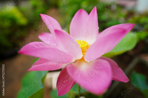 Pink lotus flowers are blooming. Beautiful pink lotus flower in full bloom.
