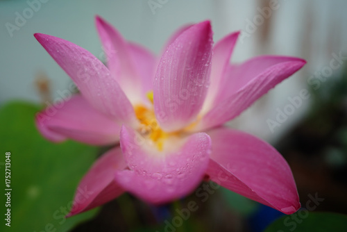 Pink lotus flowers are blooming. Beautiful pink lotus flower in full bloom.