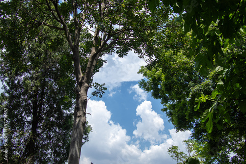 Blue sky and white clouds seen through a gap in the canopy of a forest image for background use