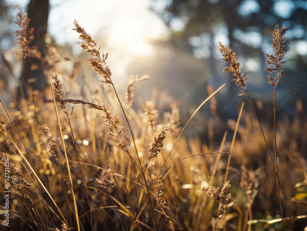 Fototapeta premium Warm sunlight shining over tall wild grasses in a sunlit meadow