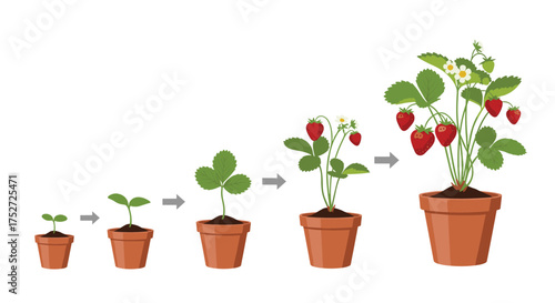 Illustration of the life cycle of a strawberry plant from seedling to mature fruit bearing.
