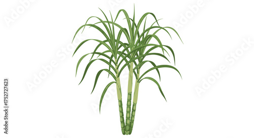 A close up of a tall green plant with long leaves in a white background.