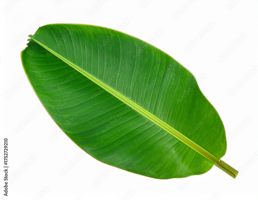 Fototapeta premium banana leaf on white background