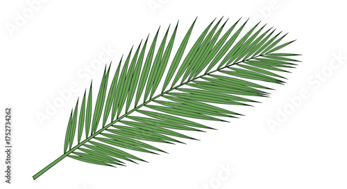A vibrant green palm frond showcasing delicate leaflets radiating from a central stem.