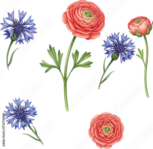 Watercolor Ranunculus and Cornflower Floral Clipart Set