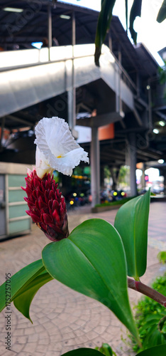Photography Exotic tropical flower with white blossom and red bud standing against modern urban architecture