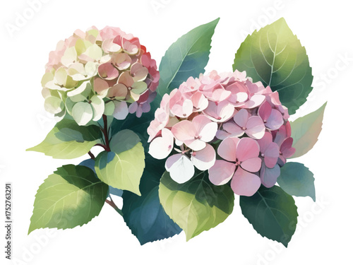 Pink hydrangea blooms with soft full petals gentle clusters in watercolor style convert to vector